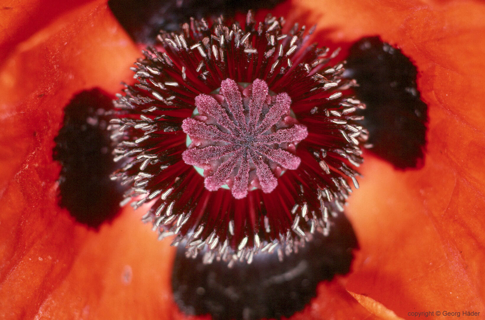 Reiki Mohn